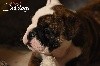  - Magnifiques chiots Bulldogs disponibles 