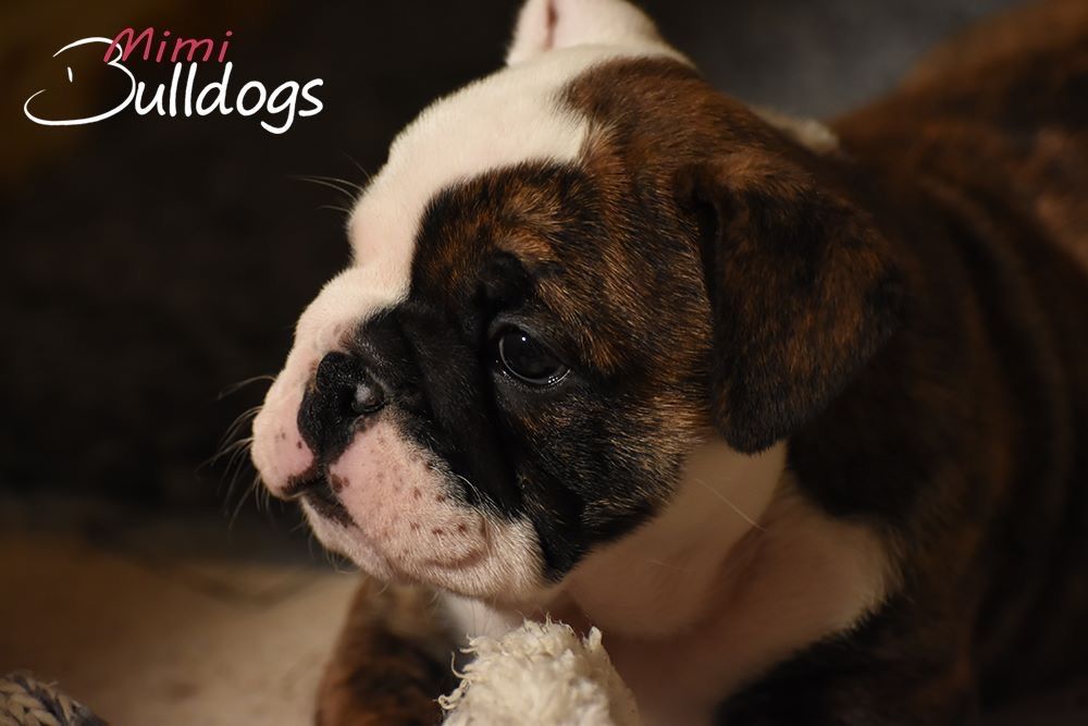 Magnifiques chiots Bulldogs disponibles 